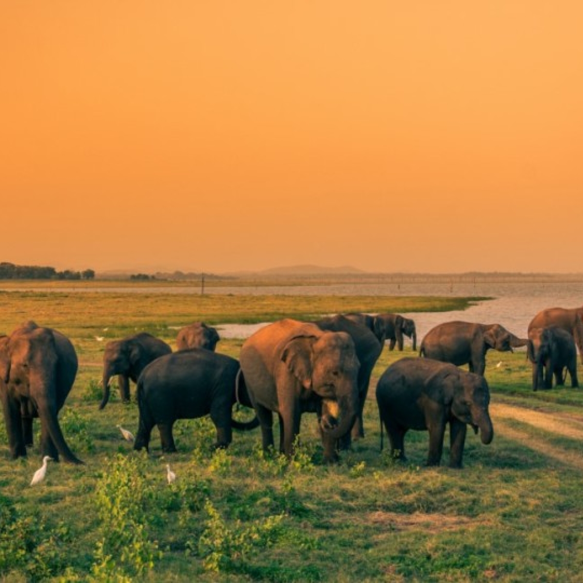 Kaudulla National Park 