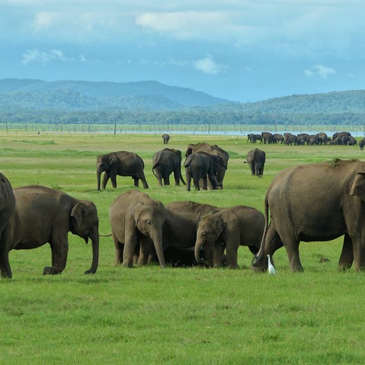 Minneriya National Park